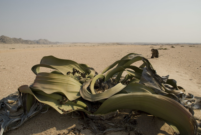 A single Welwitschia plant in the desert